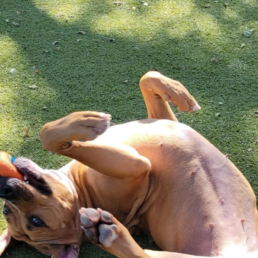 Fern, an adoptable American Staffordshire Terrier in Sterling, KS, 67579 | Photo Image 3