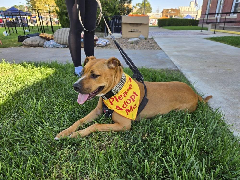 Enlarge Fern, a Adoptable American Staffordshire Terrier in Sterling, KS image 1/3