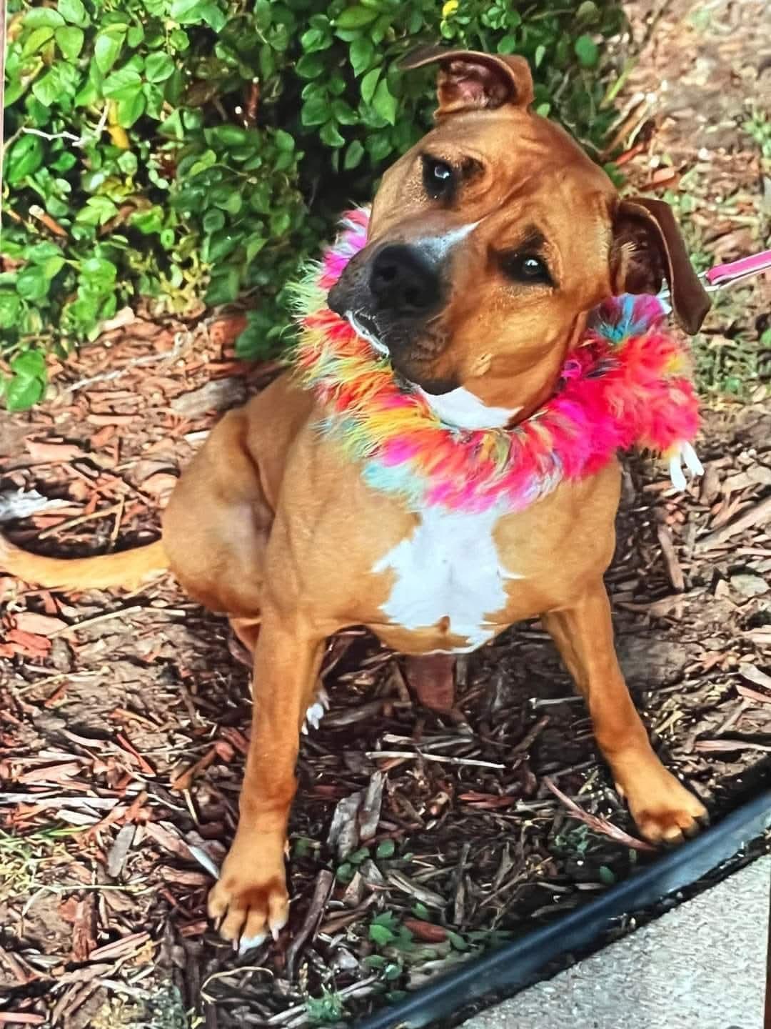 Enlarge Fern, a Adoptable American Staffordshire Terrier in Sterling, KS image 2/3
