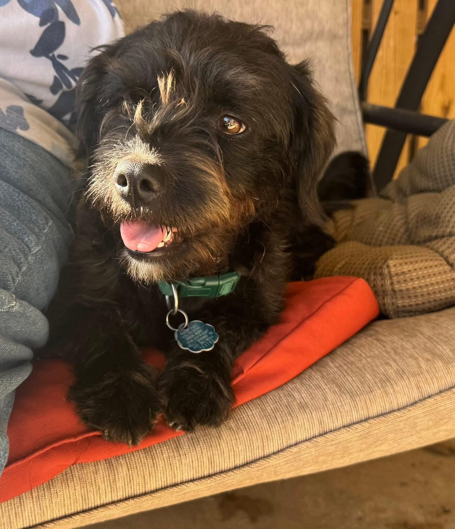 Enlarge Remi, an adopted Schnauzer in Chalfont, PA image 1/5