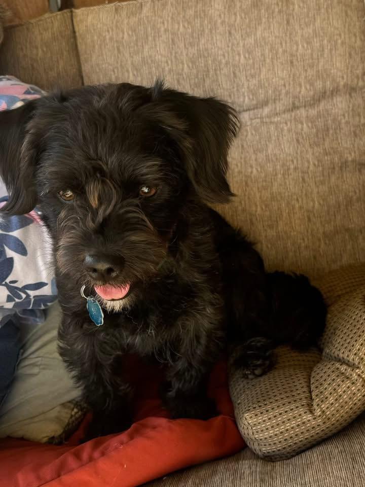 Enlarge Remi, an adopted Schnauzer in Chalfont, PA image 2/5