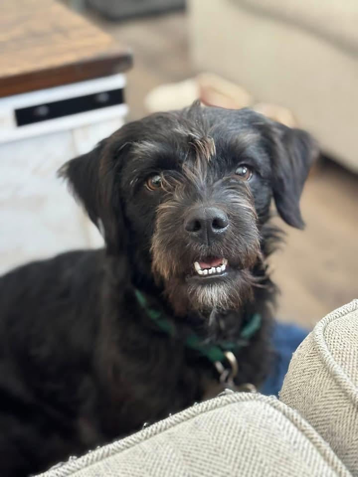 Enlarge Remi, an adopted Schnauzer in Chalfont, PA image 5/5