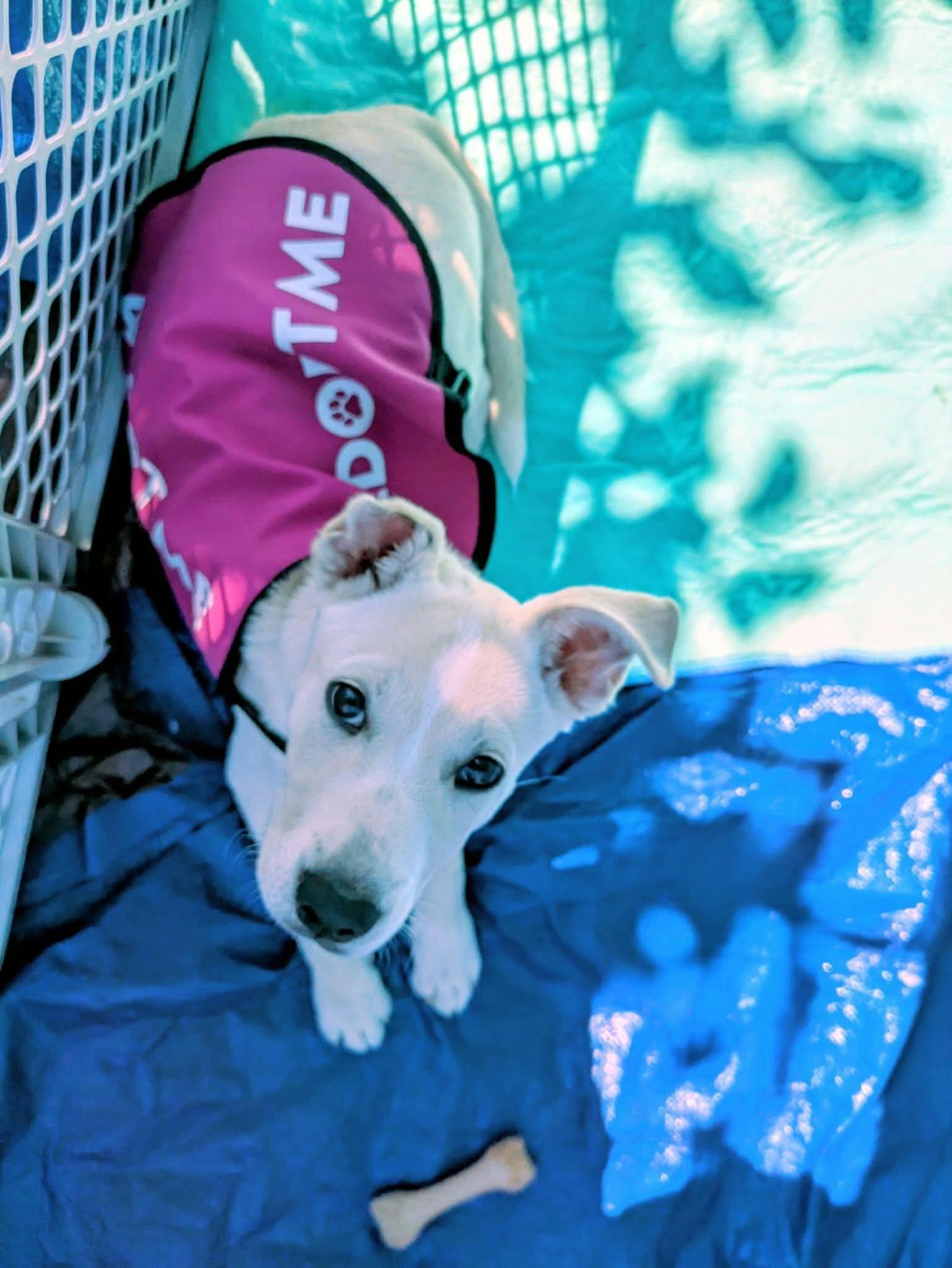 Enlarge Sutter, a Adoptable mixed breed in Vancouver, WA image 6/6