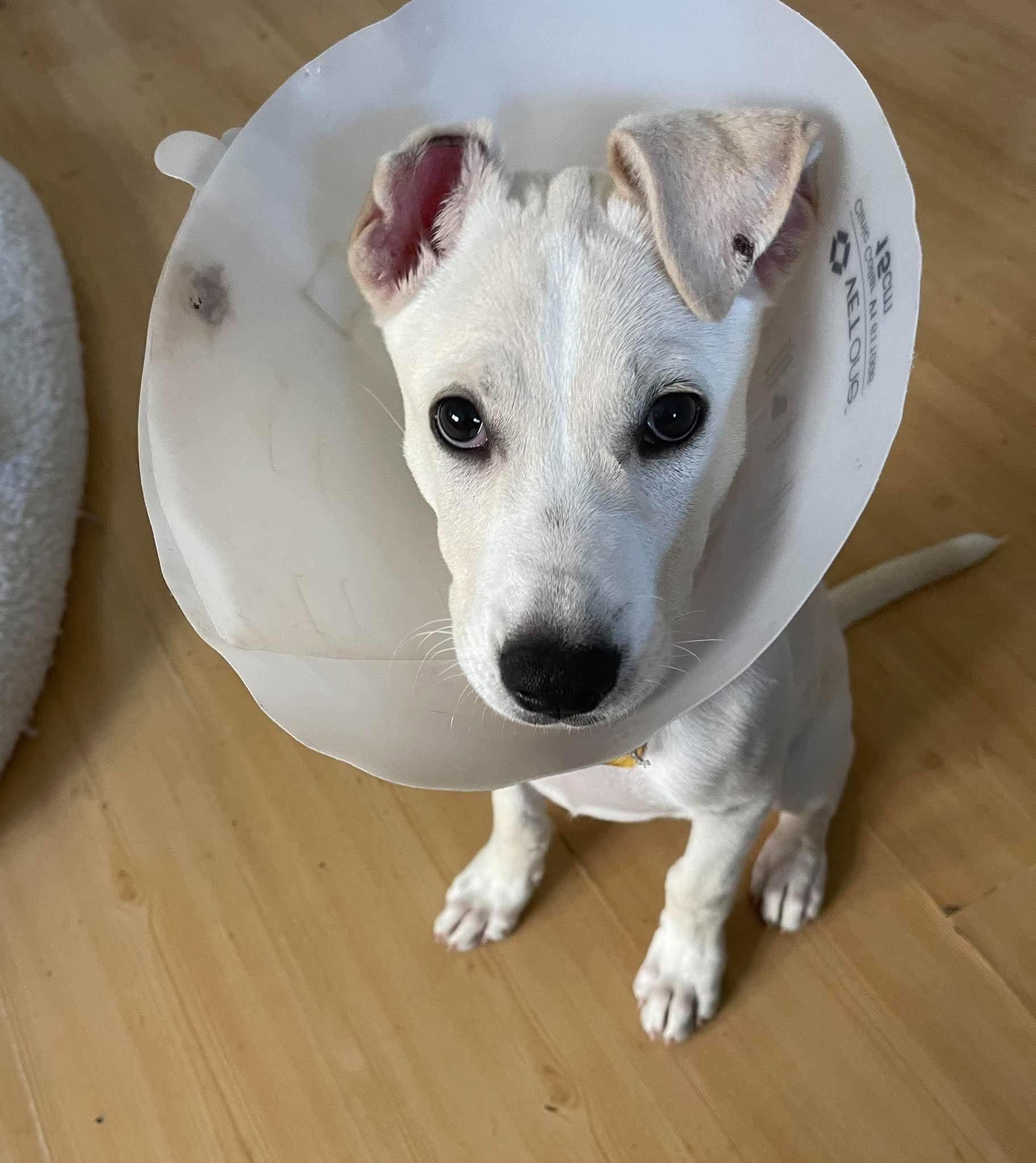 Enlarge Sutter, a Adoptable mixed breed in Vancouver, WA image 5/6