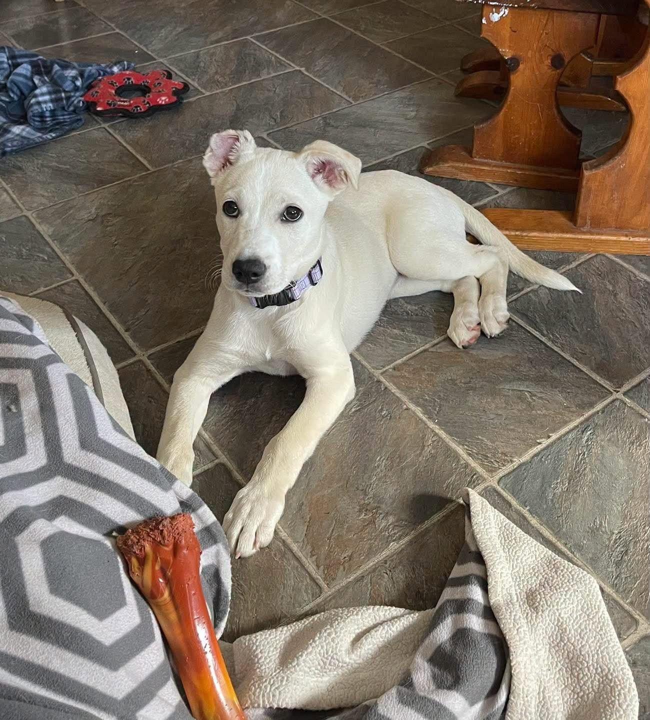 Enlarge Sutter, a Adoptable mixed breed in Vancouver, WA image 1/6
