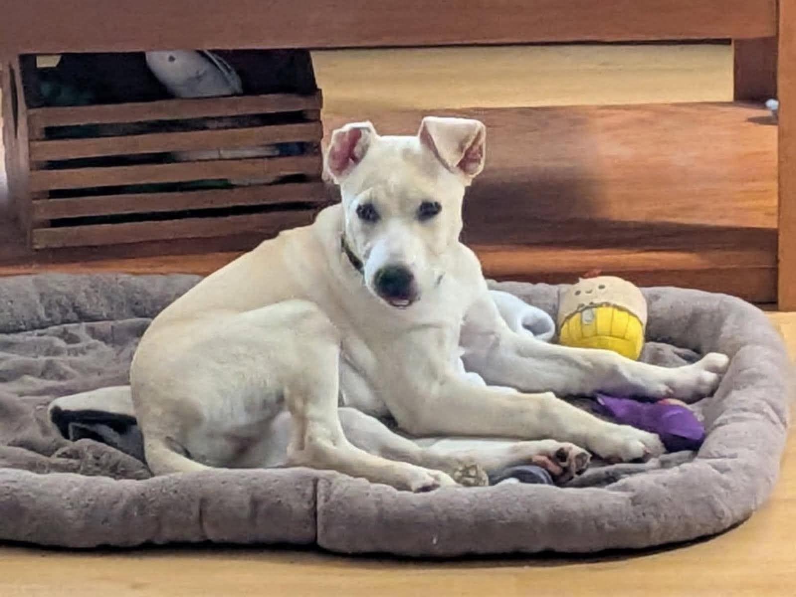 Enlarge Sutter, a Adoptable mixed breed in Vancouver, WA image 2/6