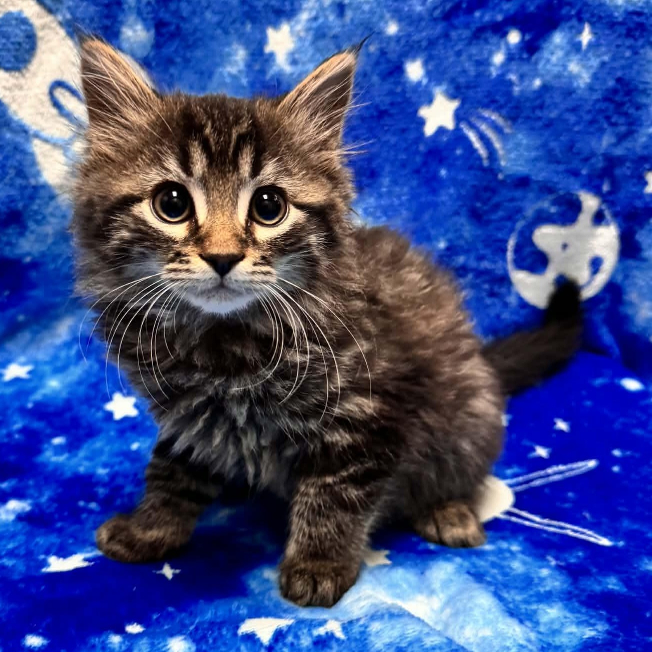 Enlarge Dove, an adopted mixed breed in Waterloo, IA image 3/3