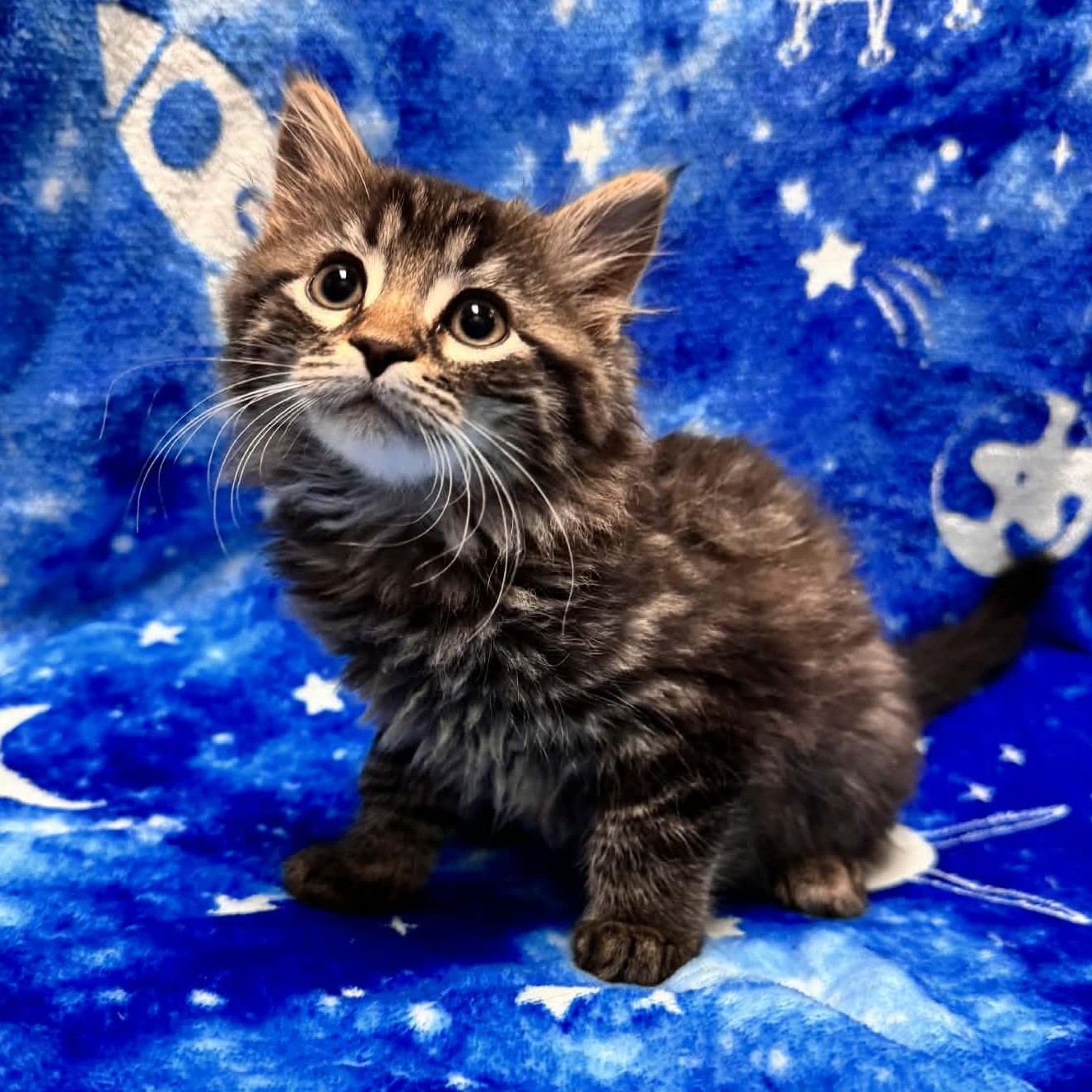 Dove, adopted, Kitten Female Maine Coon & Domestic Medium Hair.