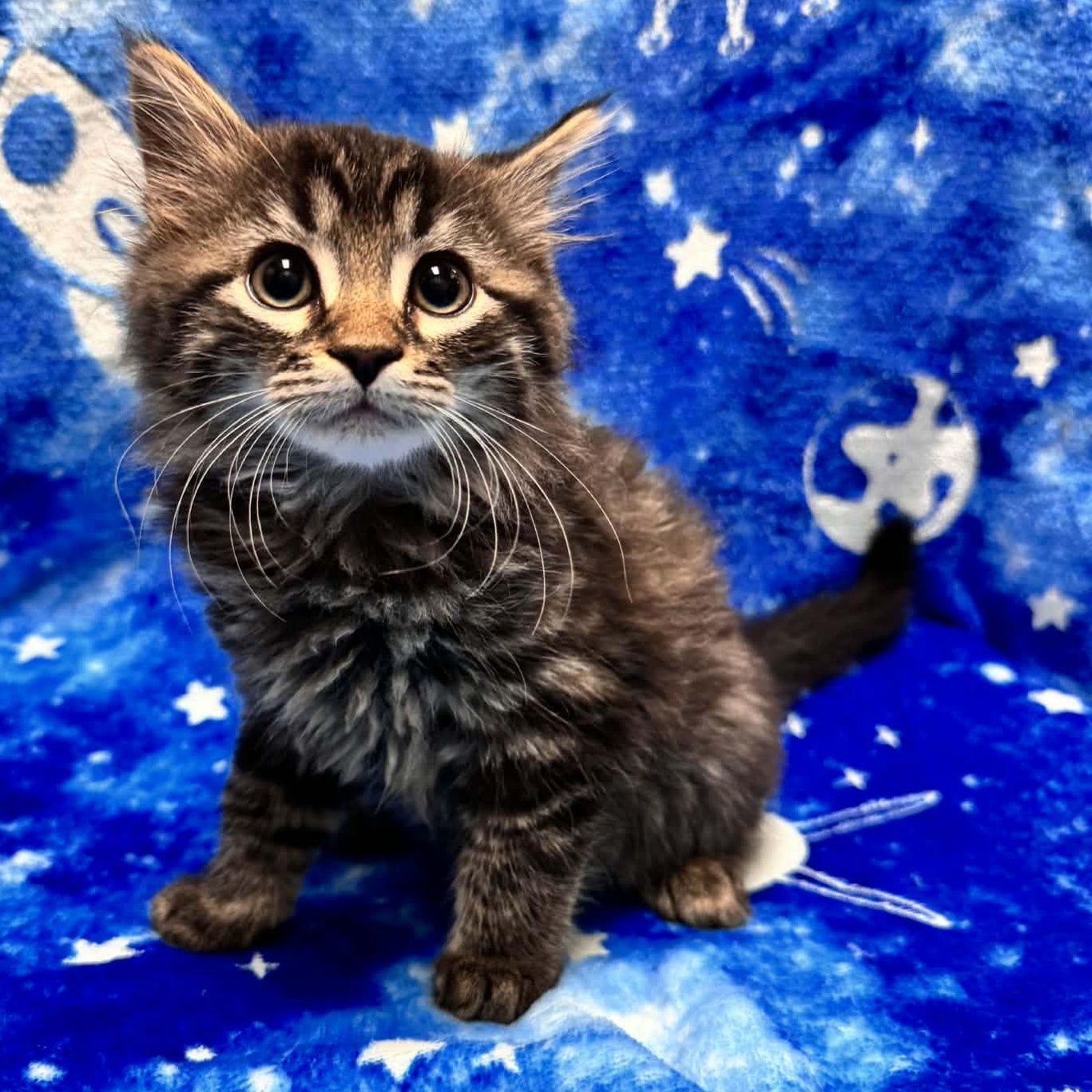 Enlarge Dove, an adopted mixed breed in Waterloo, IA image 2/3