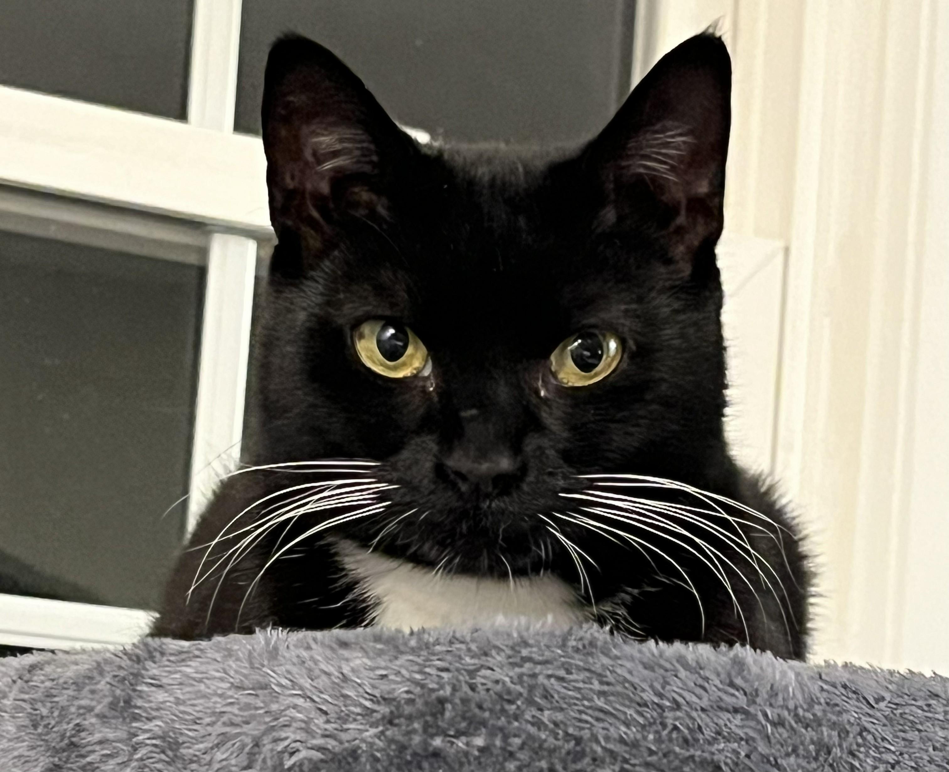 Opal, ADOPTABLE, Young Female Domestic Short Hair.