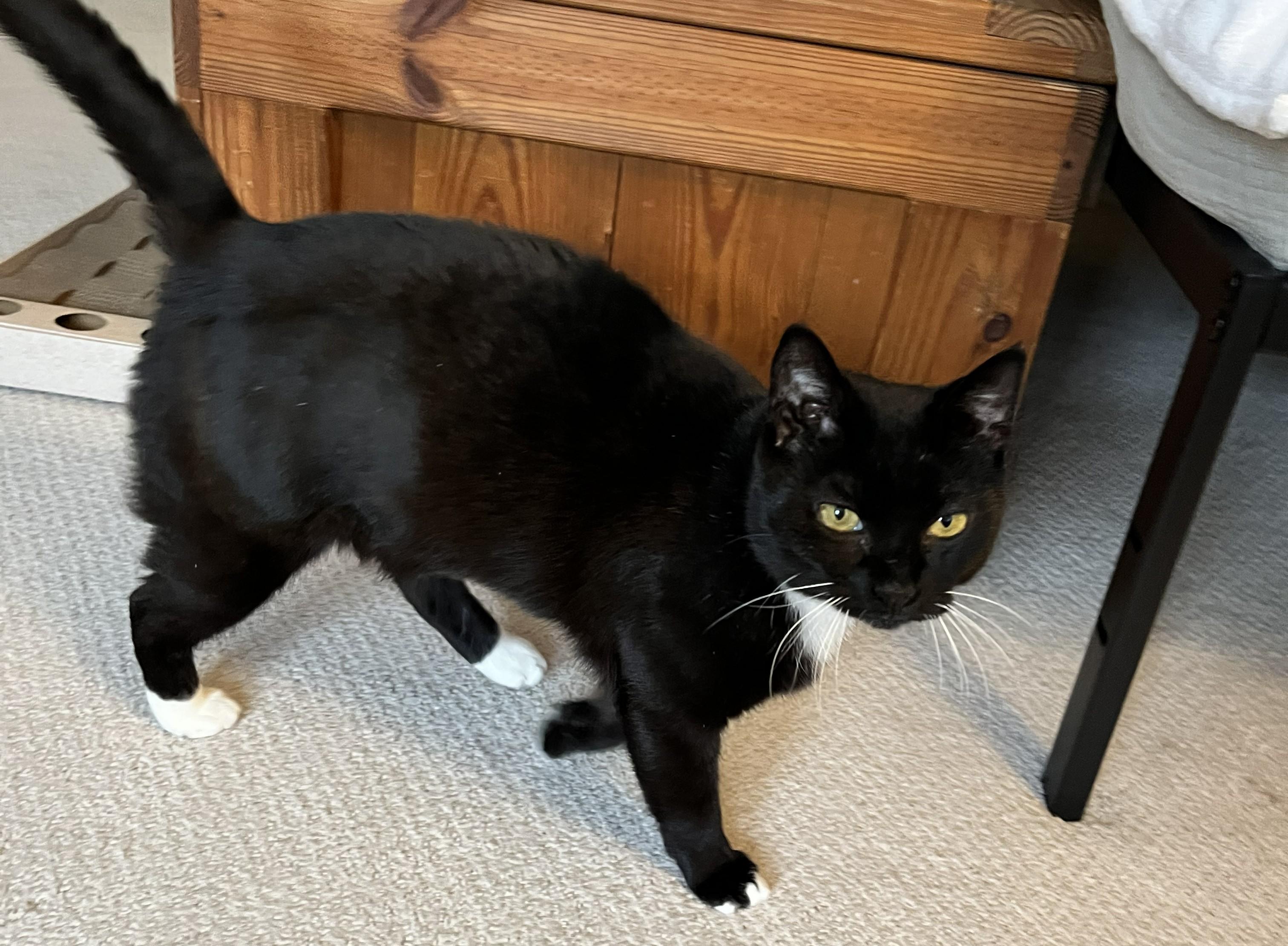 Enlarge Opal, a ADOPTABLE mixed breed in Schenectady, NY image 5/5