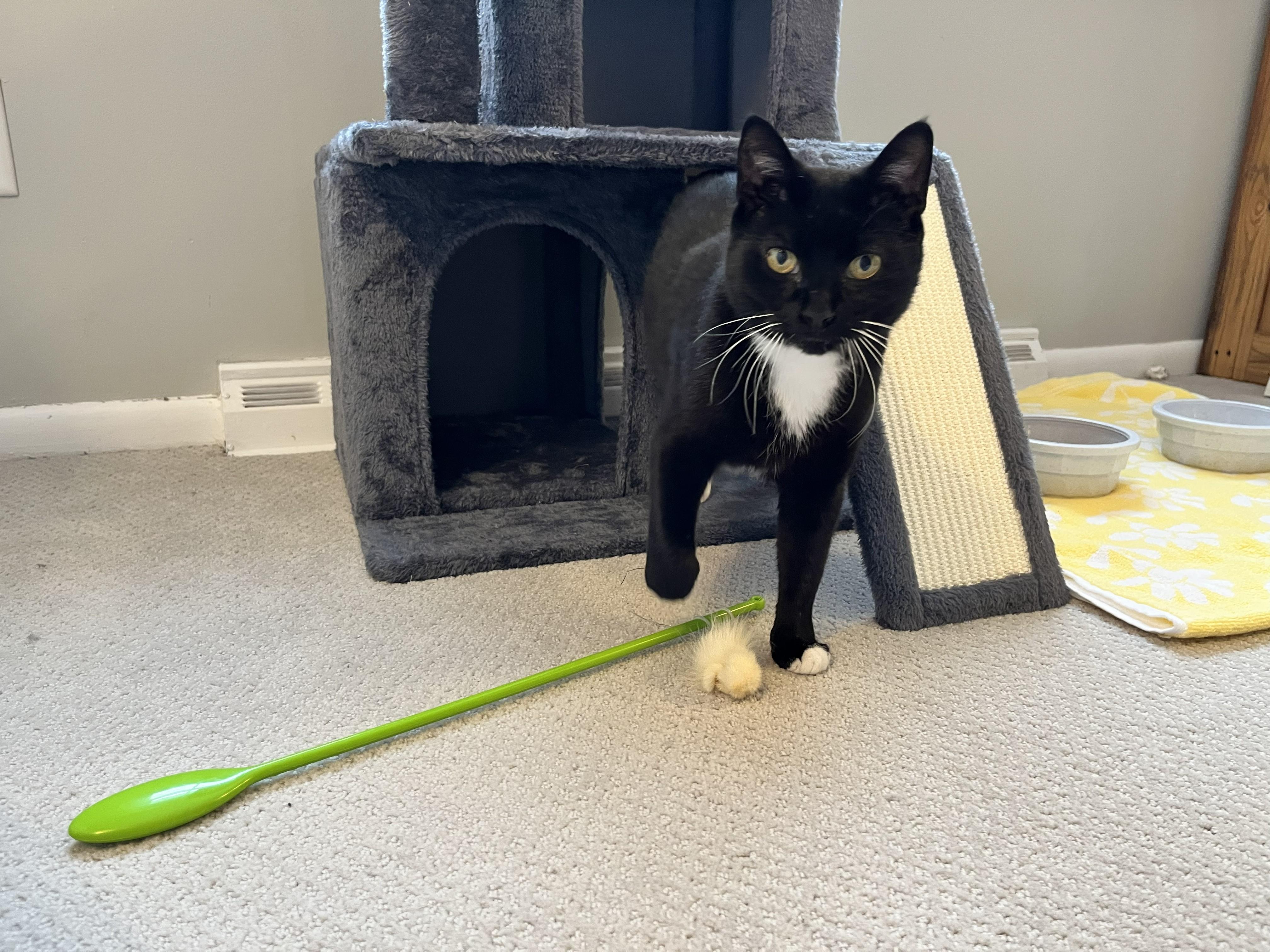 Enlarge Opal, a ADOPTABLE mixed breed in Schenectady, NY image 4/5