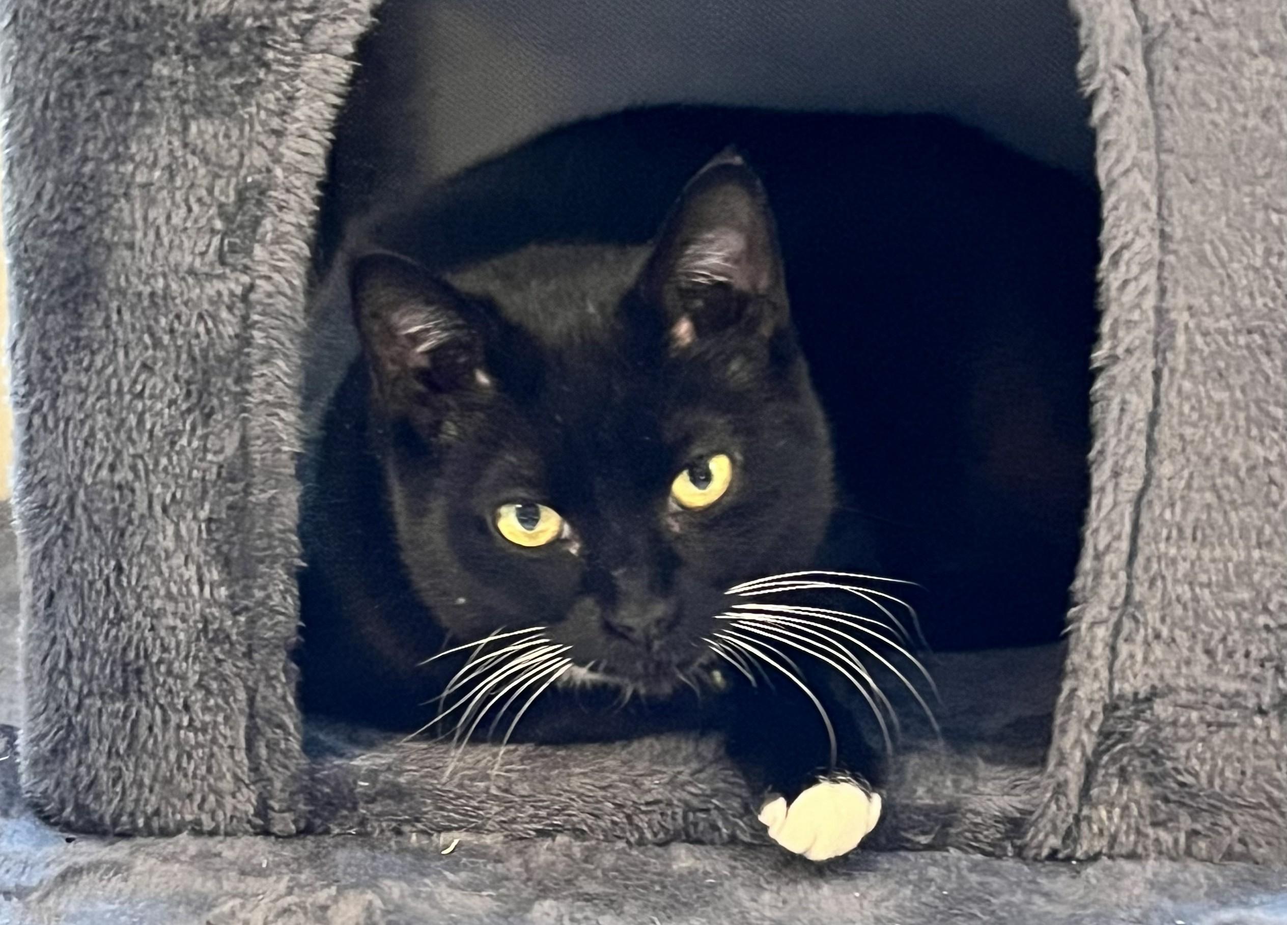 Enlarge Opal, a ADOPTABLE mixed breed in Schenectady, NY image 2/5