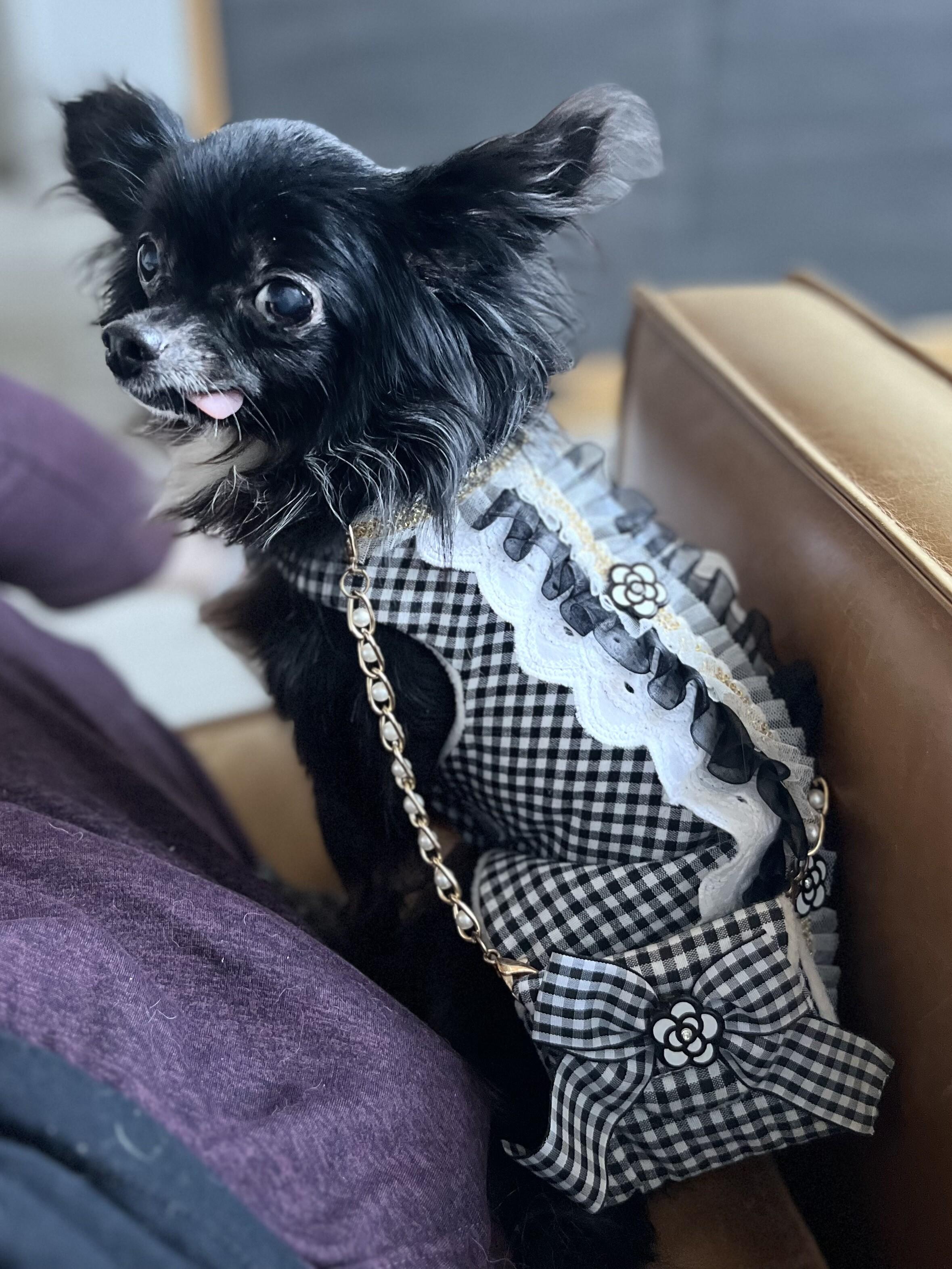 Darling Diva Deedee — thumbnail 3