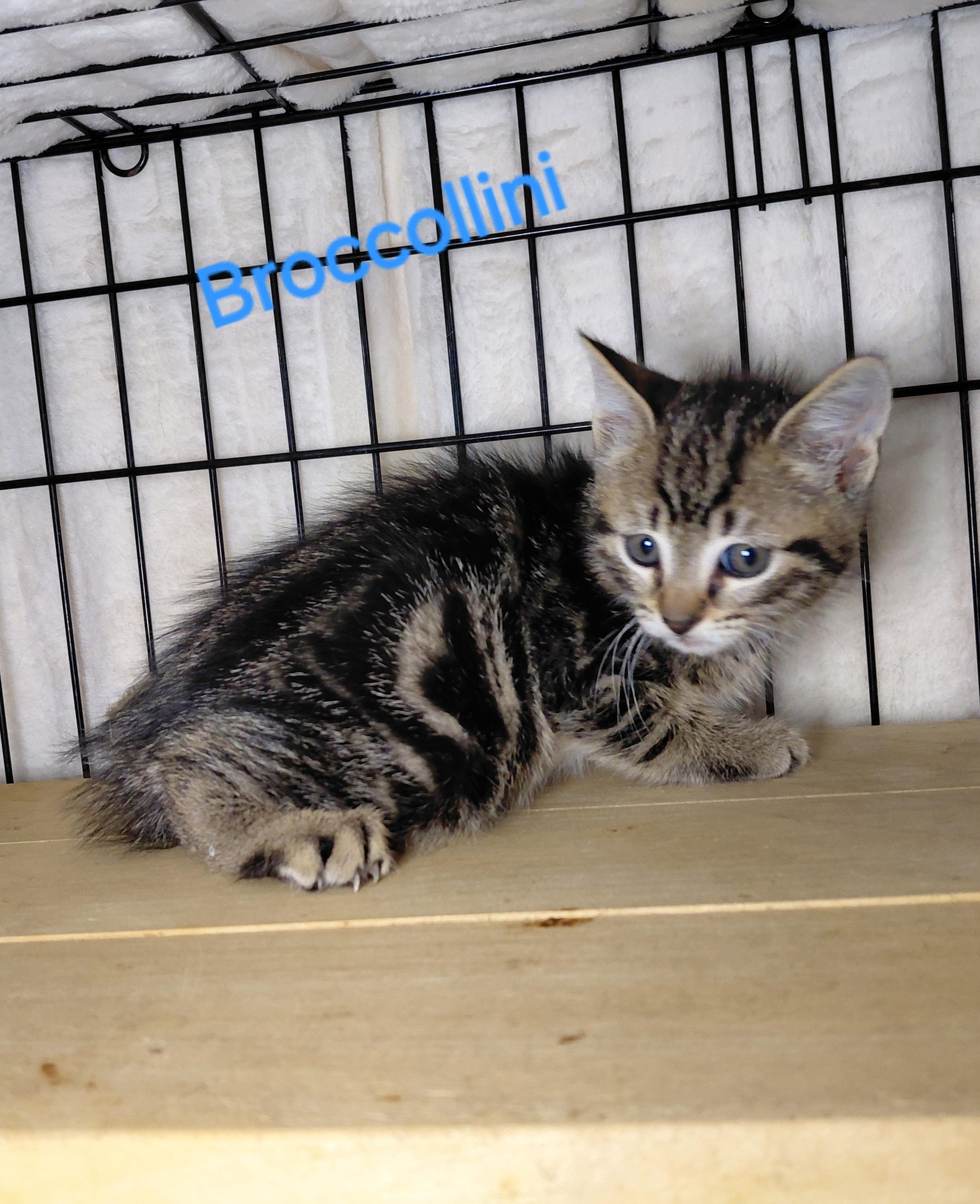Broccollini, ADOPTABLE, Kitten Male Domestic Short Hair.