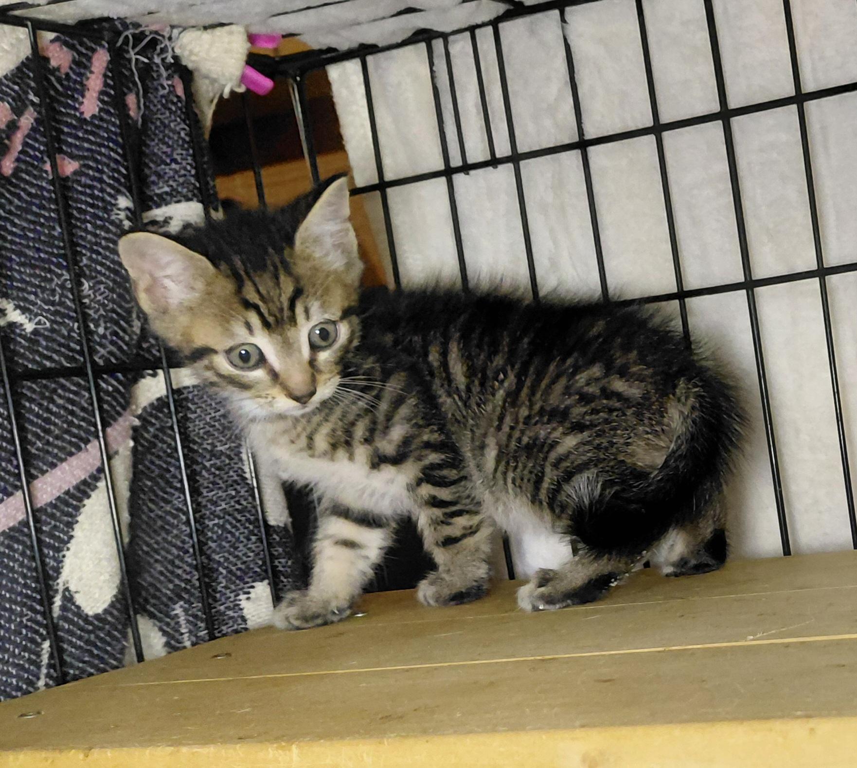 Broccollini, a ADOPTABLE Domestic Short Hair in Bethpage, NY image 2/2