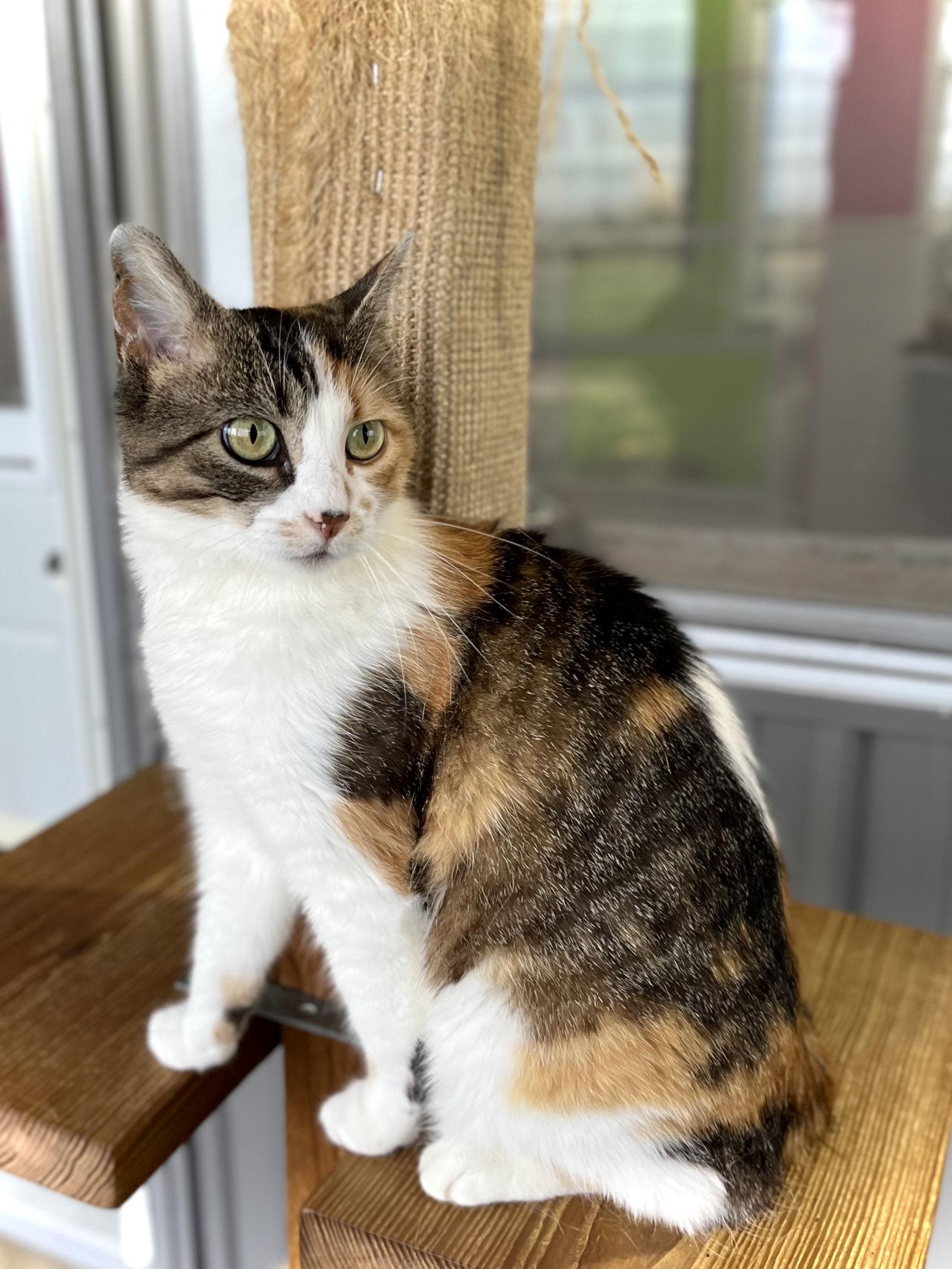 Blanche — thumbnail 2