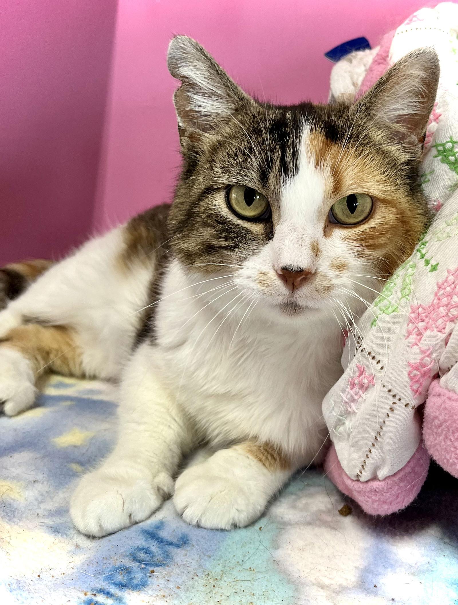 Blanche — thumbnail 3