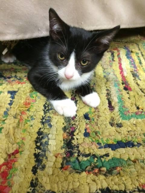 Chava aka "Cha Cha", a Adoptable Domestic Short Hair in Deerfield Beach, FL image 1/3