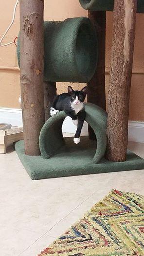 Chava aka "Cha Cha", a Adoptable Domestic Short Hair in Deerfield Beach, FL image 2/3