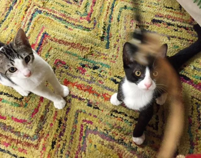 Chava aka "Cha Cha", a Adoptable Domestic Short Hair in Deerfield Beach, FL image 3/3