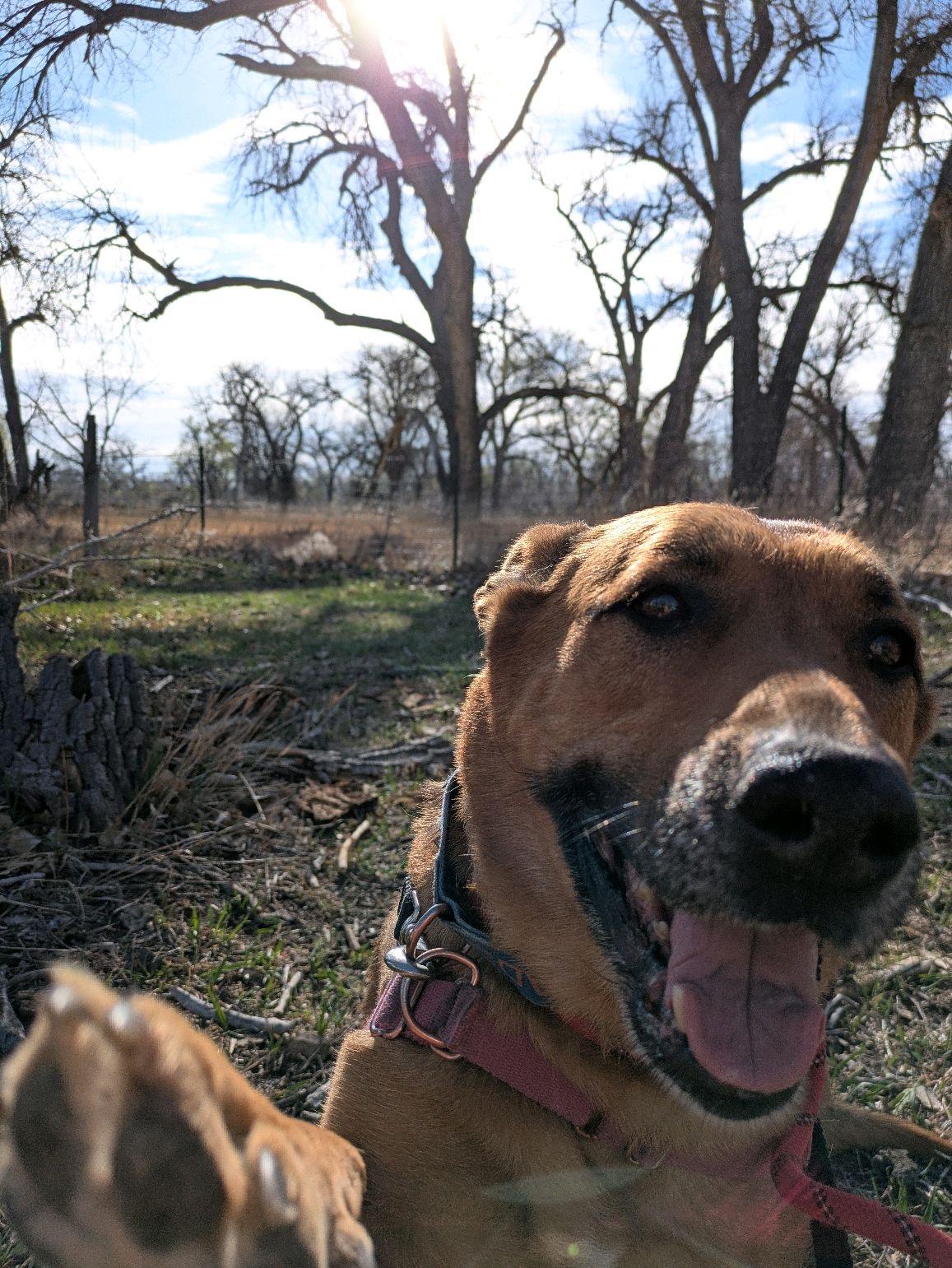 Enlarge Shelby-Lynn, a Adoptable mixed breed in Pueblo, CO image 1/3