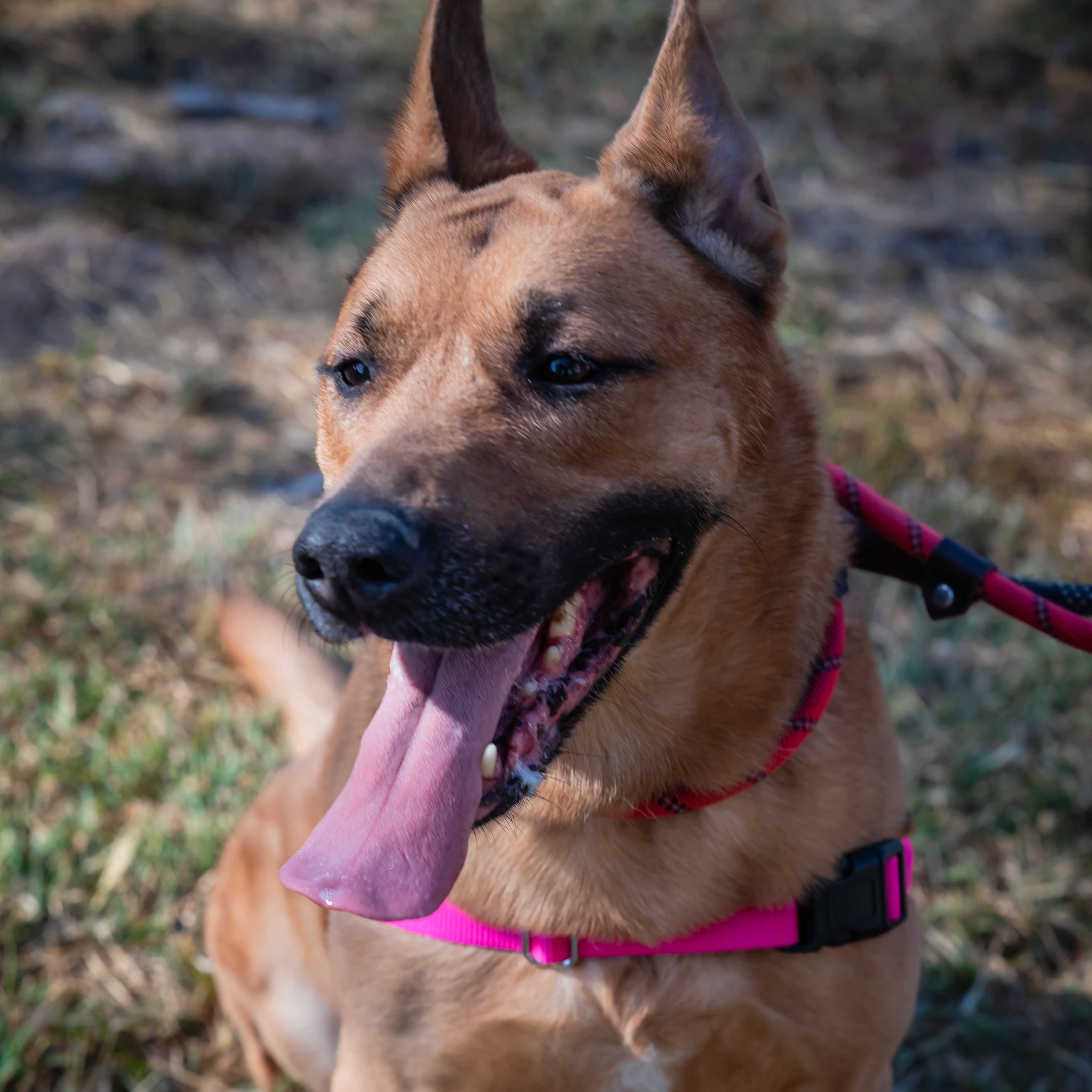 Enlarge Shelby-Lynn, a Adoptable mixed breed in Pueblo, CO image 1/1