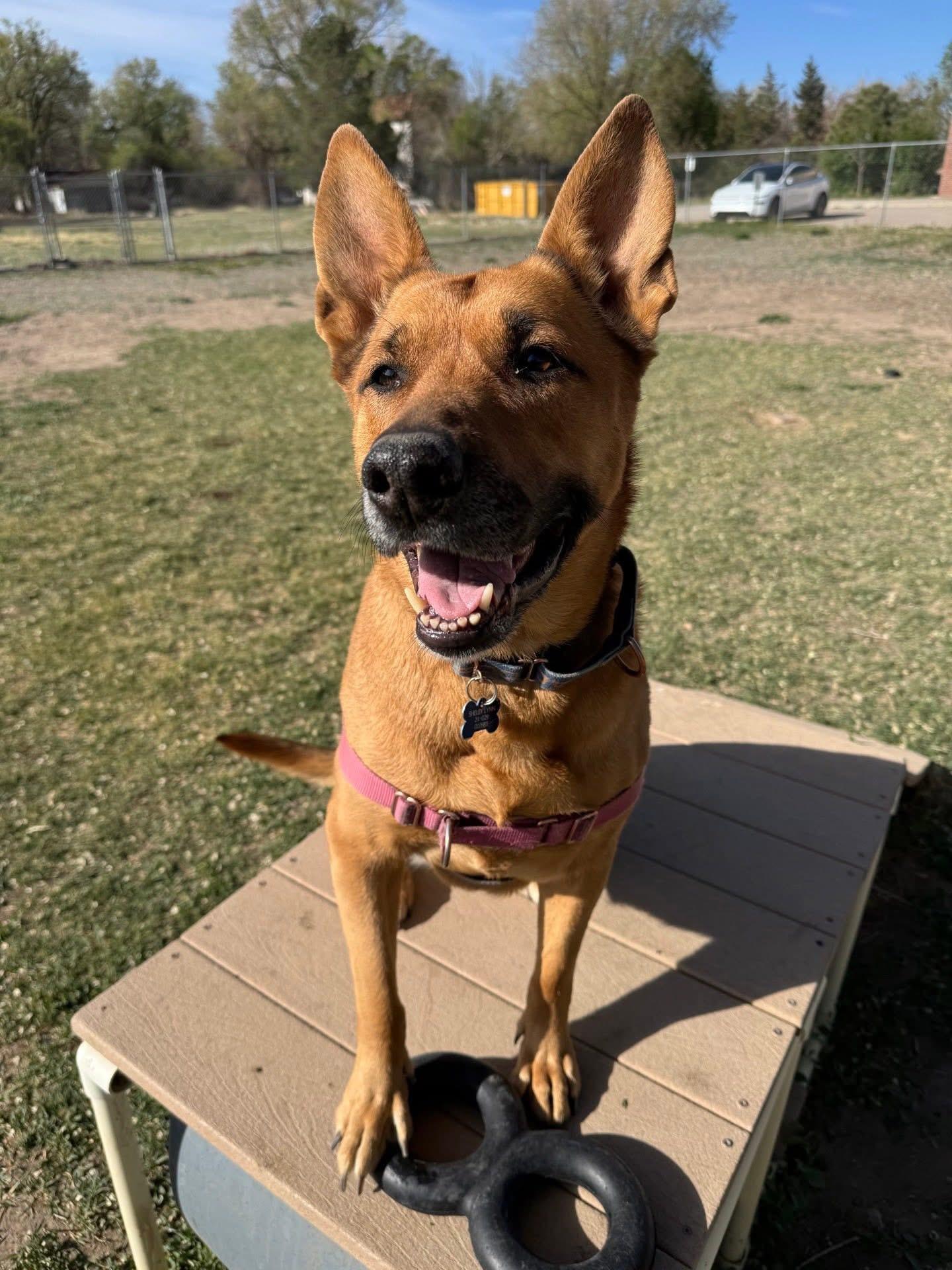 Enlarge Shelby-Lynn, a Adoptable mixed breed in Pueblo, CO image 3/3