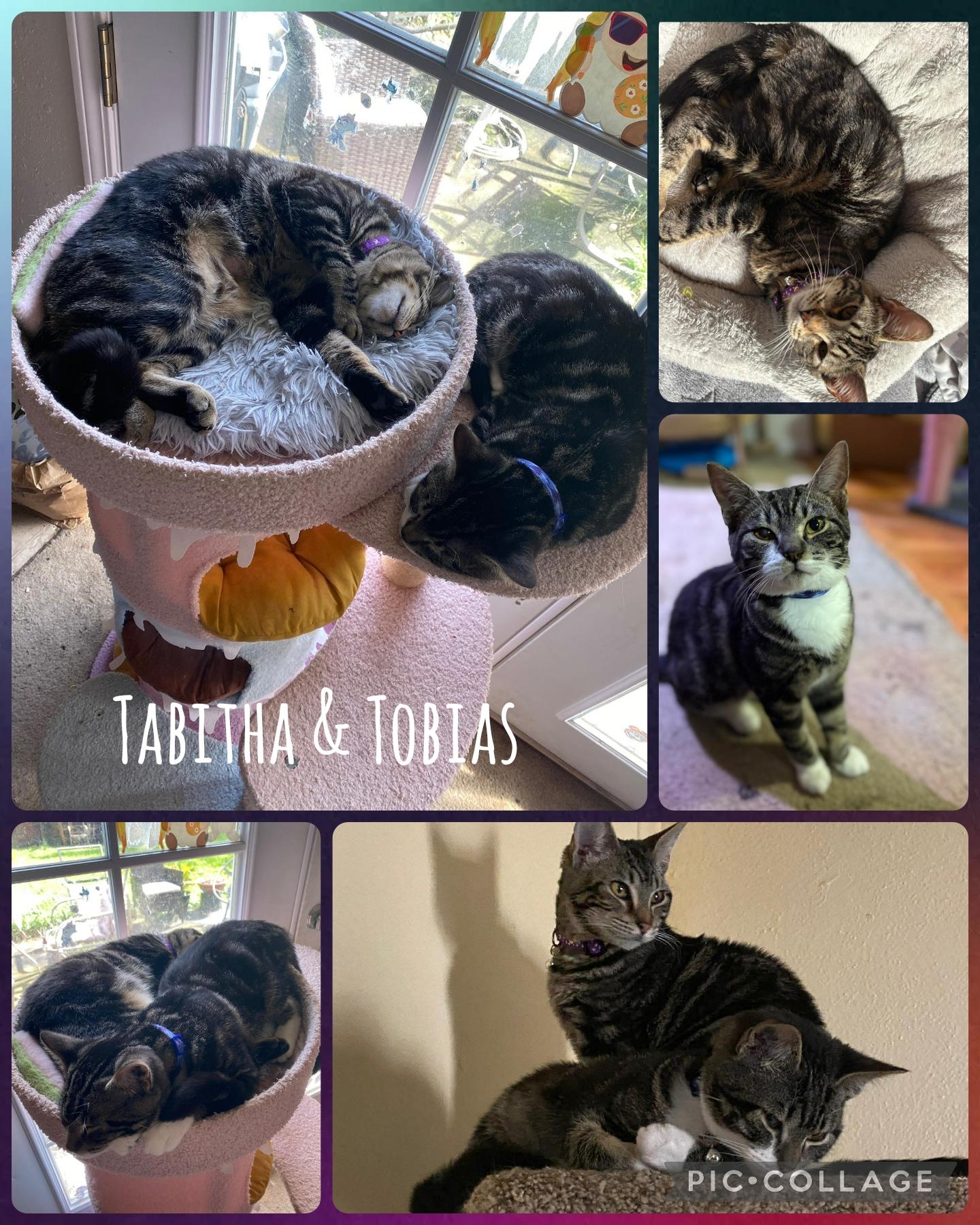 Enlarge Tobias and Tabitha, an adopted Domestic Short Hair in Newberg, OR image 1/1