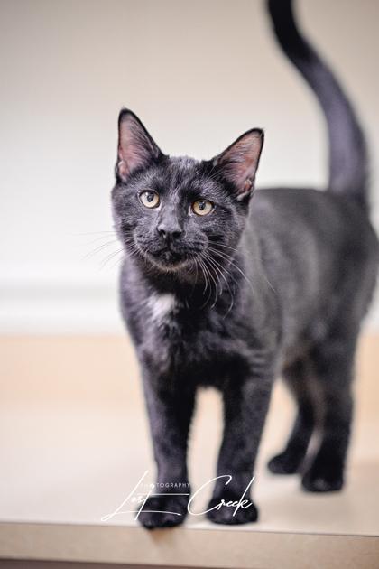 Eightball, Adoptable, Kitten Male Domestic Short Hair & Domestic Short Hair.