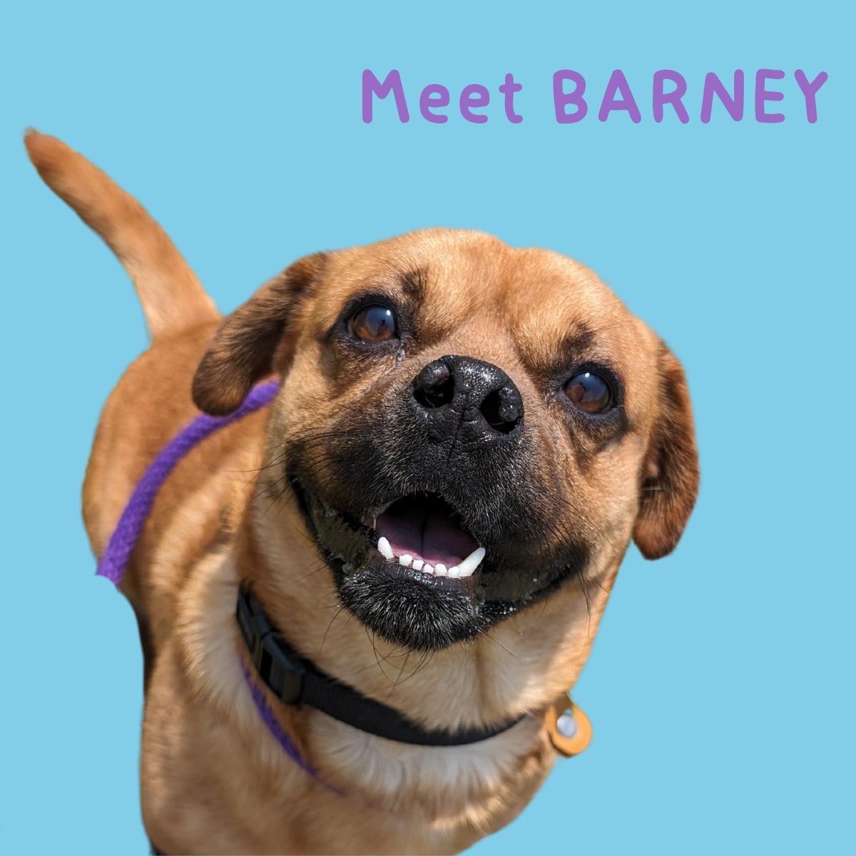 Barney, an adopted Puggle in South Padre Island, TX_image-1