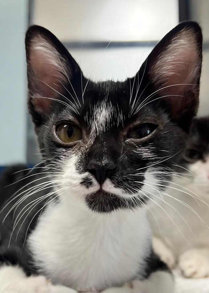 Mita, Adoptable, Kitten Female Domestic Short Hair.