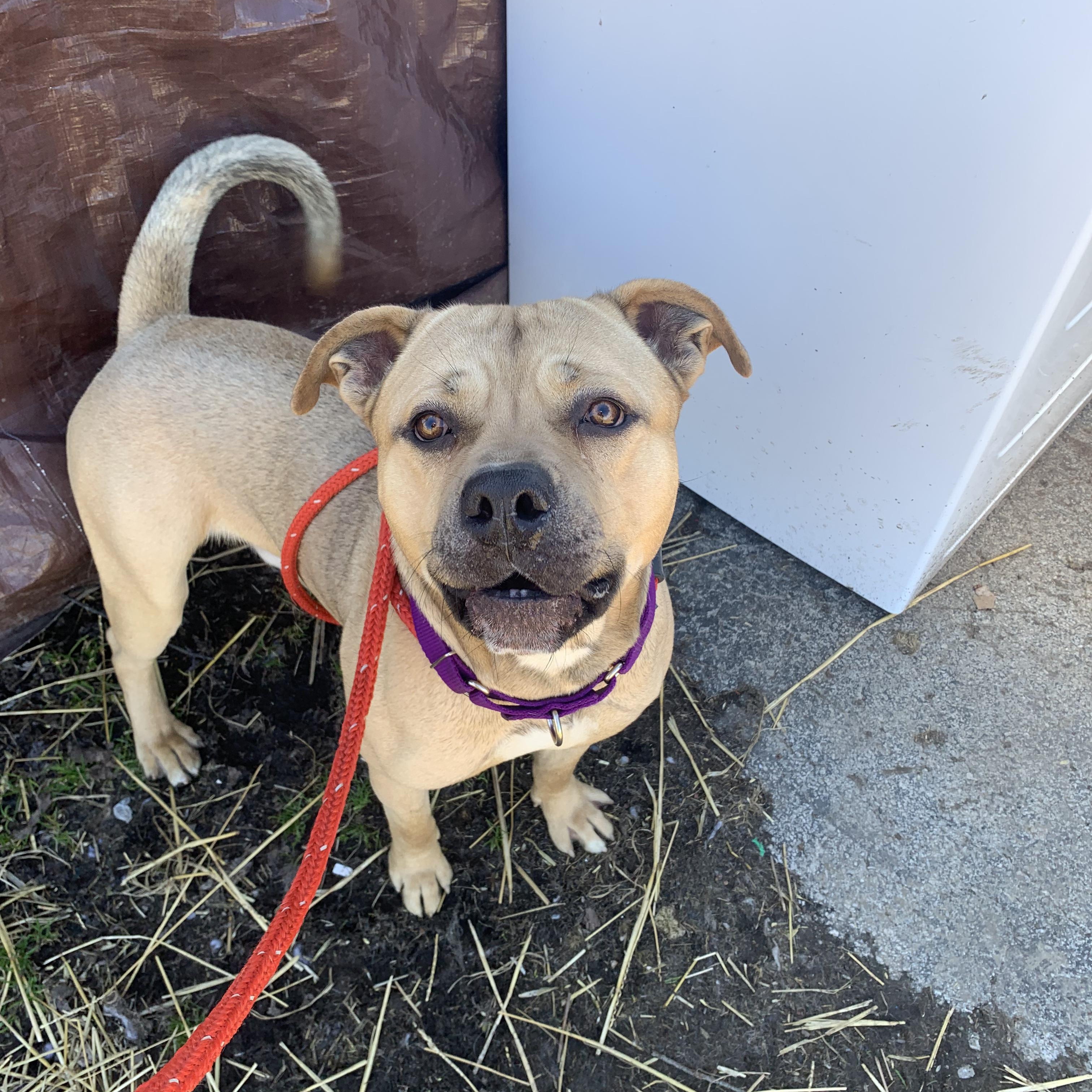 Bandit, a Adoptable mixed breed in Youngstown, OH image 2/4