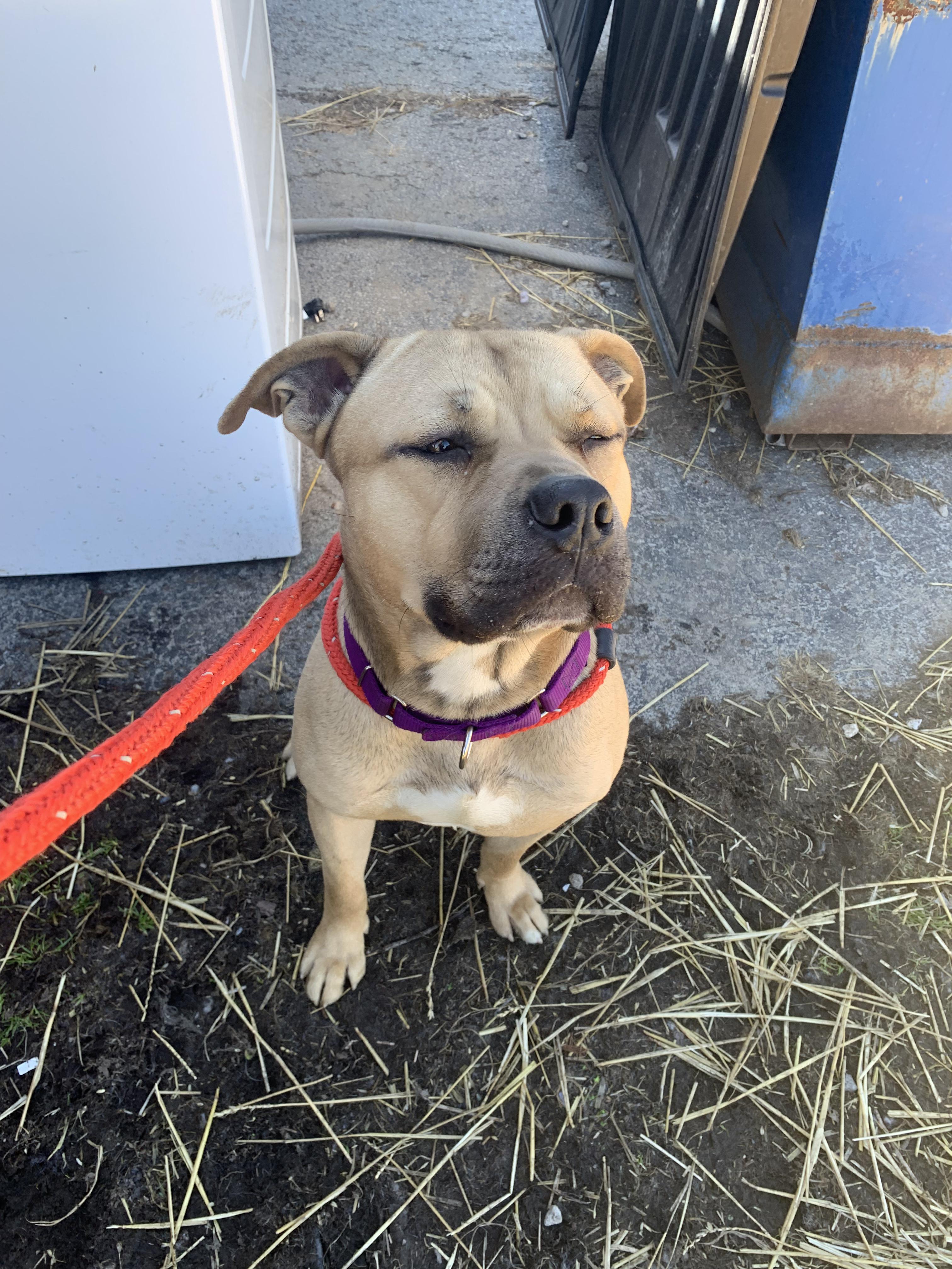 Bandit, a Adoptable mixed breed in Youngstown, OH image 3/4