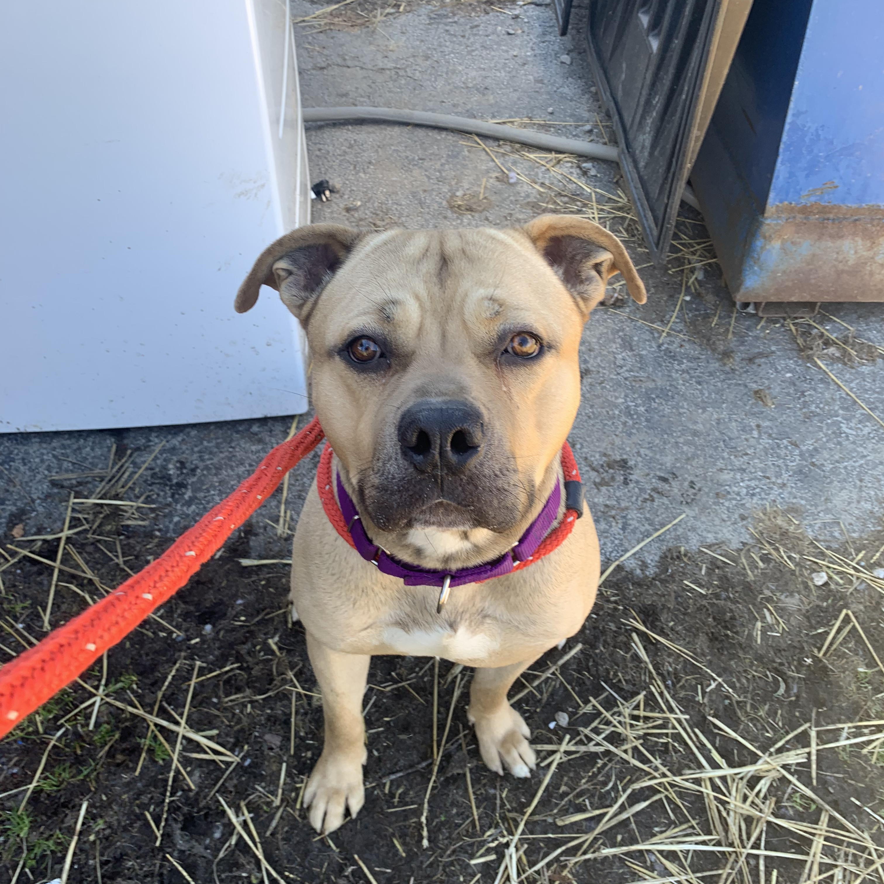 Bandit, a Adoptable mixed breed in Youngstown, OH image 1/4