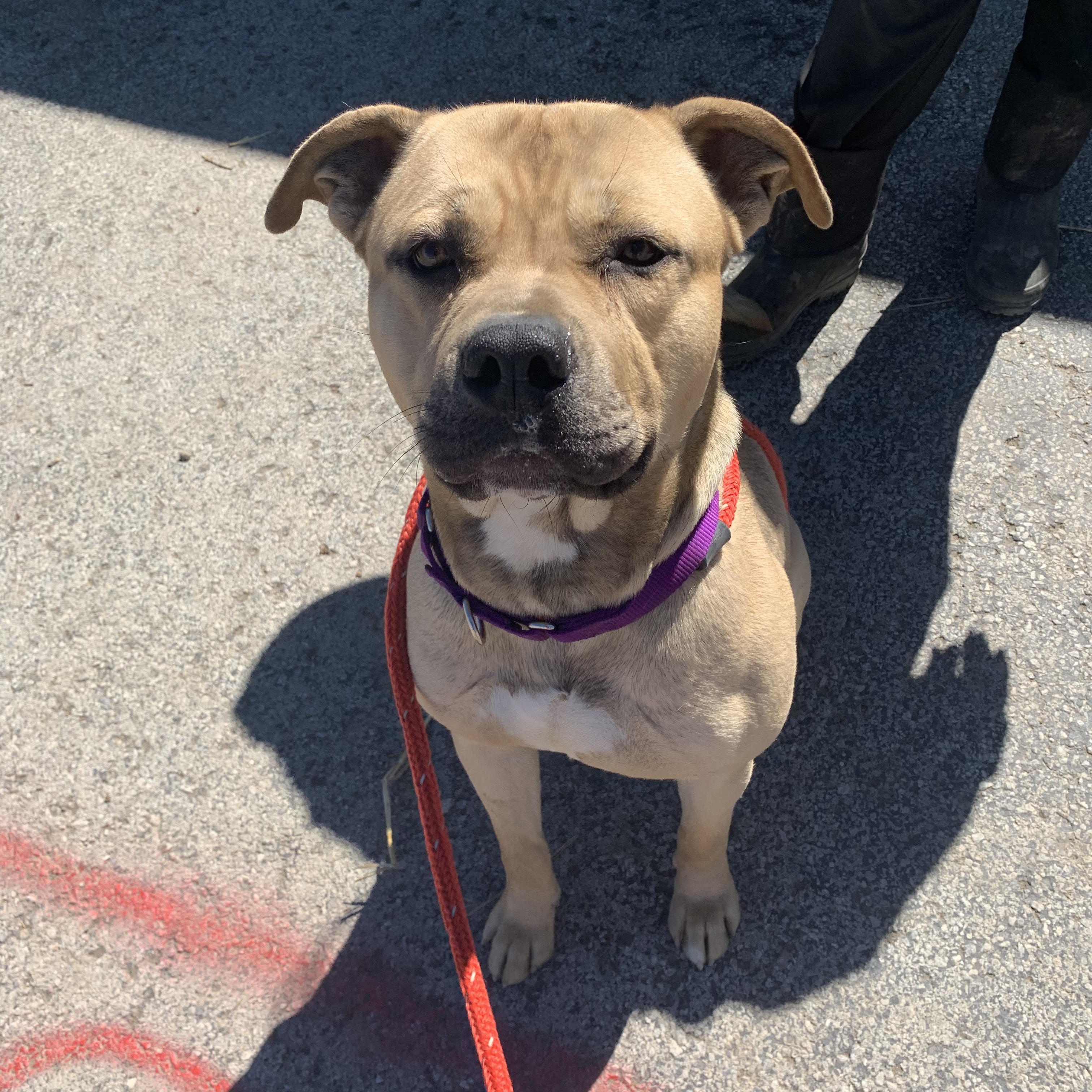 Bandit, an adoptable Mixed Breed in Youngstown, OH, 44512 | Photo Image 4