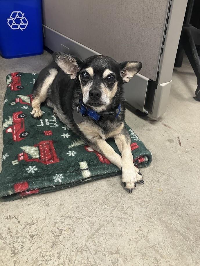Auto, a Adoptable mixed breed in Scottsdale, AZ image 2/6