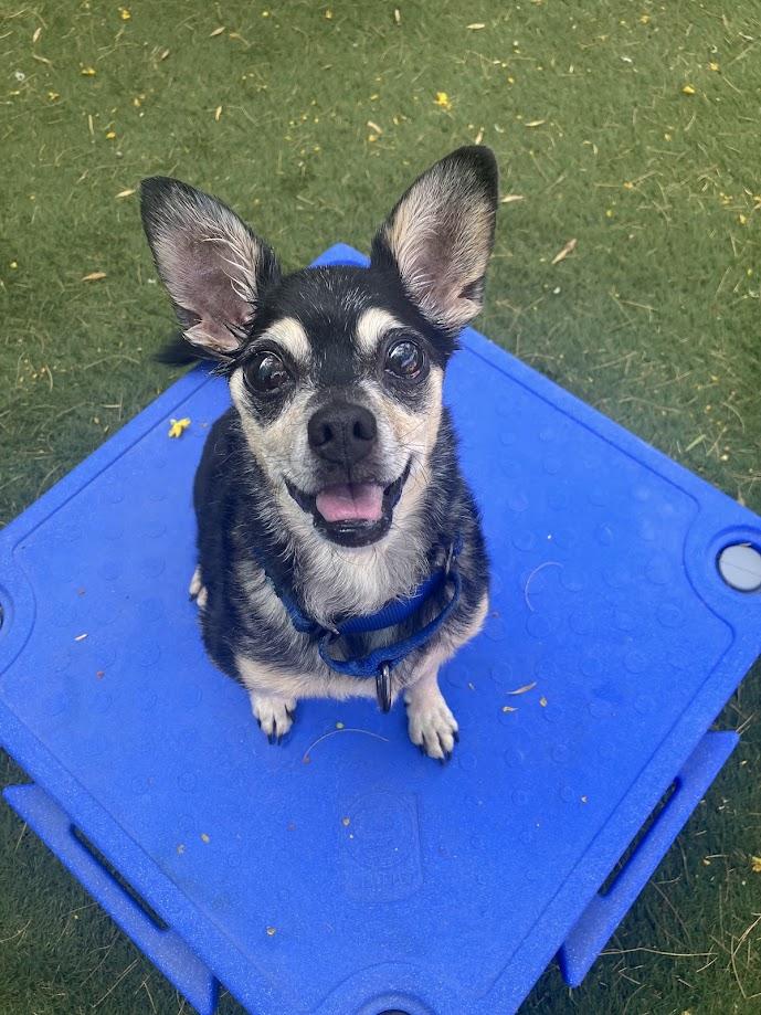 Auto, Adoptable, Senior Male Chihuahua.