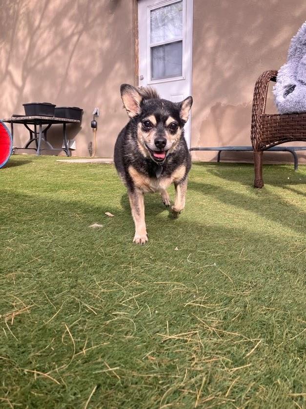 Enlarge Auto, a Adoptable Chihuahua in Scottsdale, AZ image 4/4