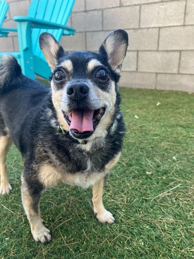 Enlarge Auto, a Adoptable Chihuahua in Scottsdale, AZ image 1/4