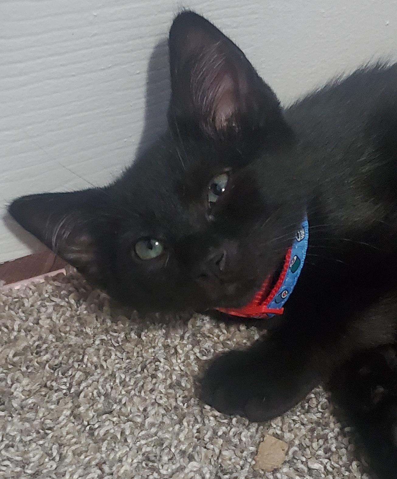 Winston, a ADOPTABLE mixed breed in Denver, CO image 6/6