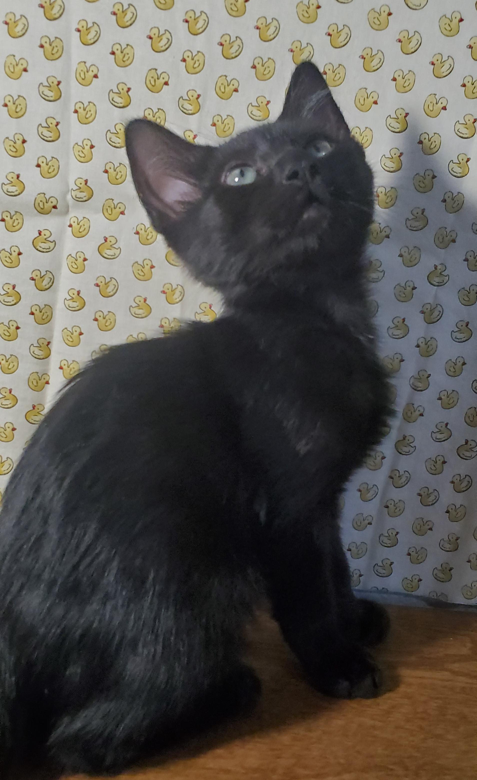 Winston, a ADOPTABLE mixed breed in Denver, CO image 1/6