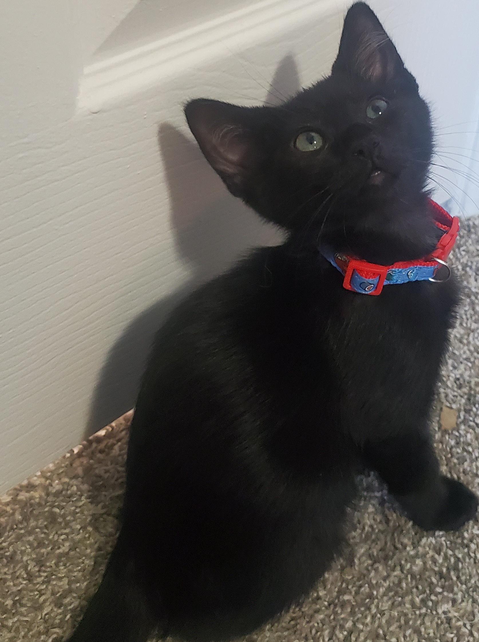 Winston, a ADOPTABLE mixed breed in Denver, CO image 5/6