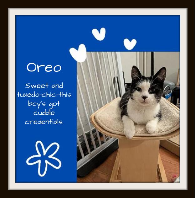 Enlarge Oreo: That face says it all: love me, play with me, never let me go!, an adopted Domestic Short Hair in Winston Salem, NC image 1/5