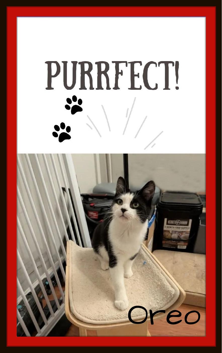 Enlarge Oreo: That face says it all: love me, play with me, never let me go!, an adopted Domestic Short Hair in Winston Salem, NC image 3/5