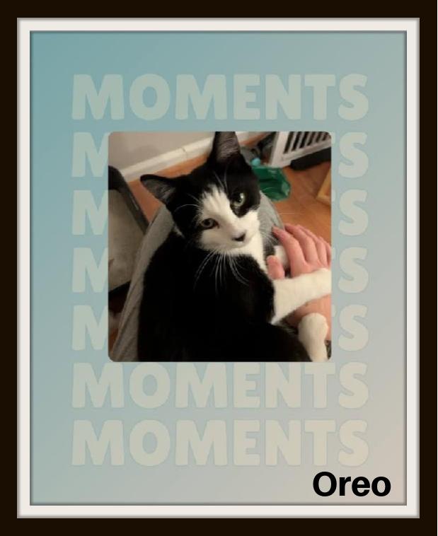 Enlarge Oreo: That face says it all: love me, play with me, never let me go!, an adopted Domestic Short Hair in Winston Salem, NC image 5/5