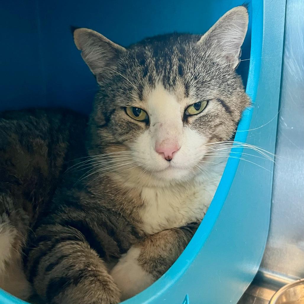 O'Malley, Adoptable, Adult Male Domestic Short Hair.