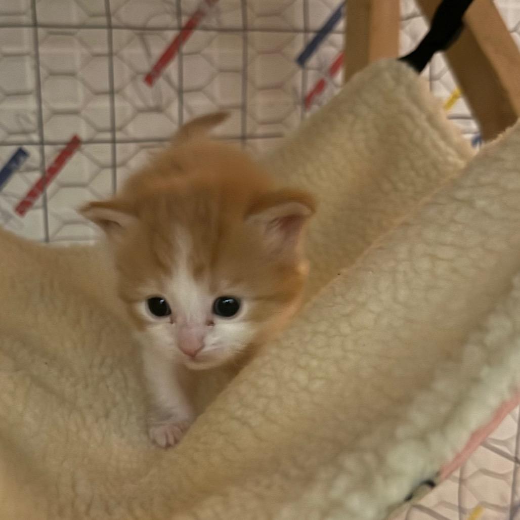 Beatrice, Adoptable, Kitten Female Domestic Short Hair.