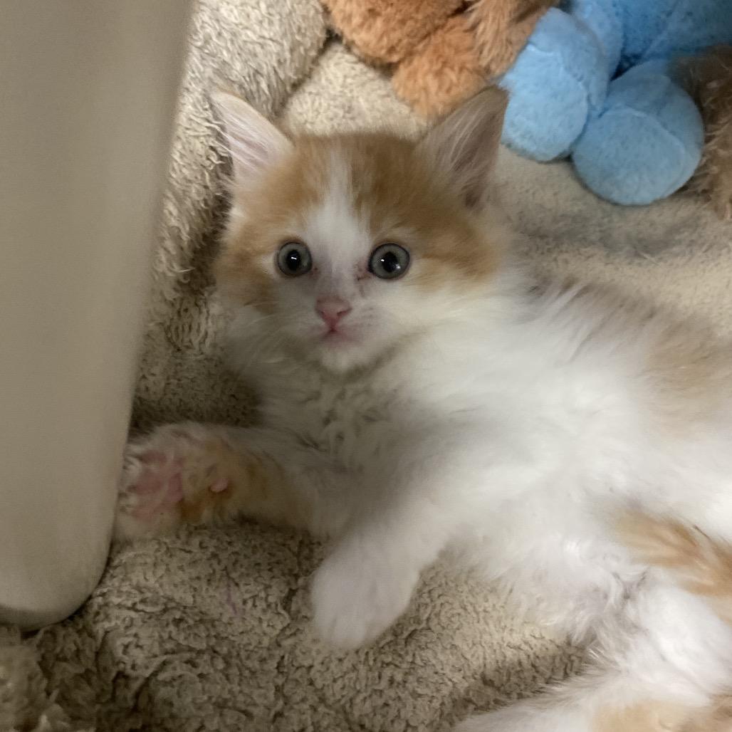 Enlarge Beatrice, a Adoptable Domestic Short Hair in Canastota, NY image 2/2