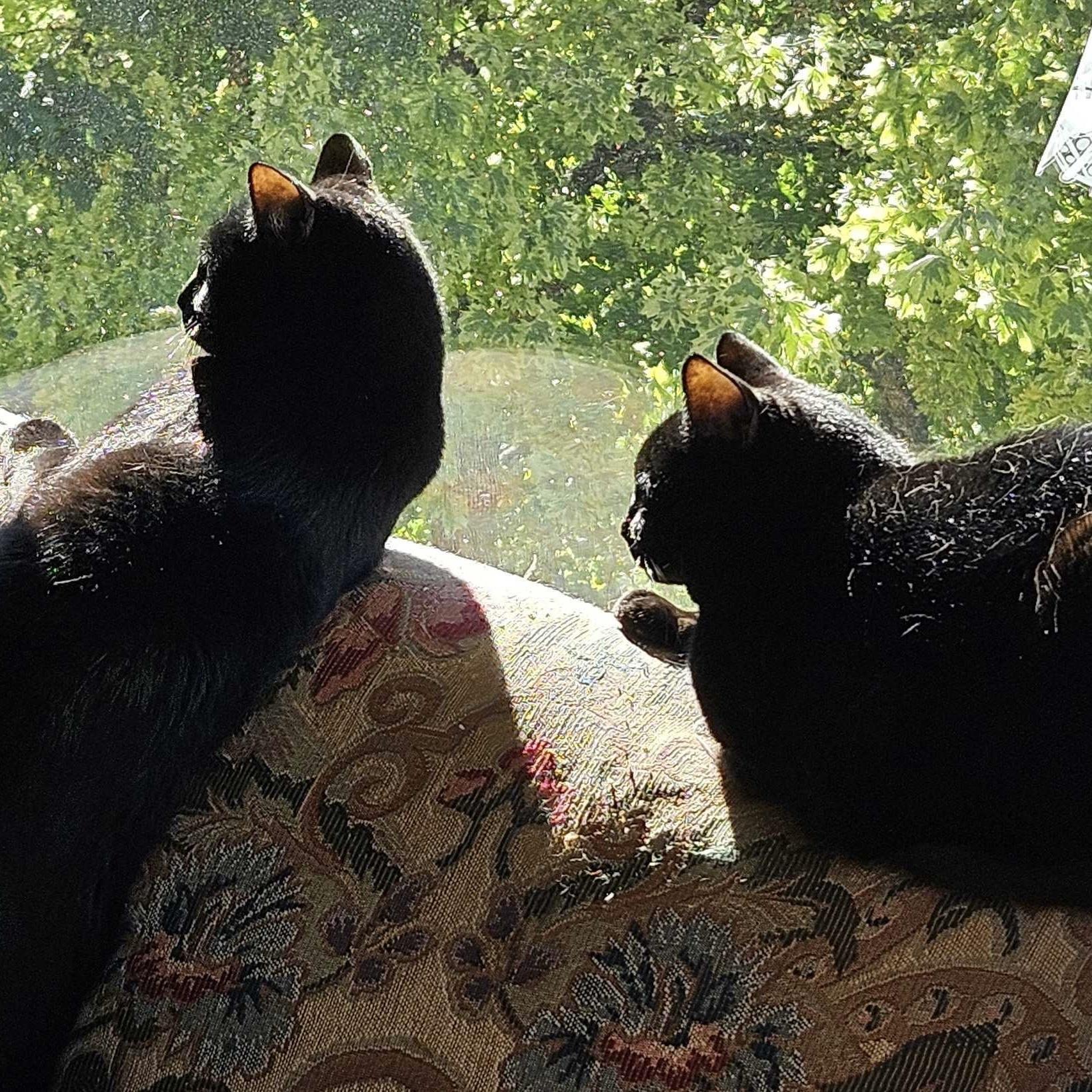 Enlarge Ella (bonded with Jet), a Adoptable Domestic Medium Hair in Wilsonville, OR image 2/4